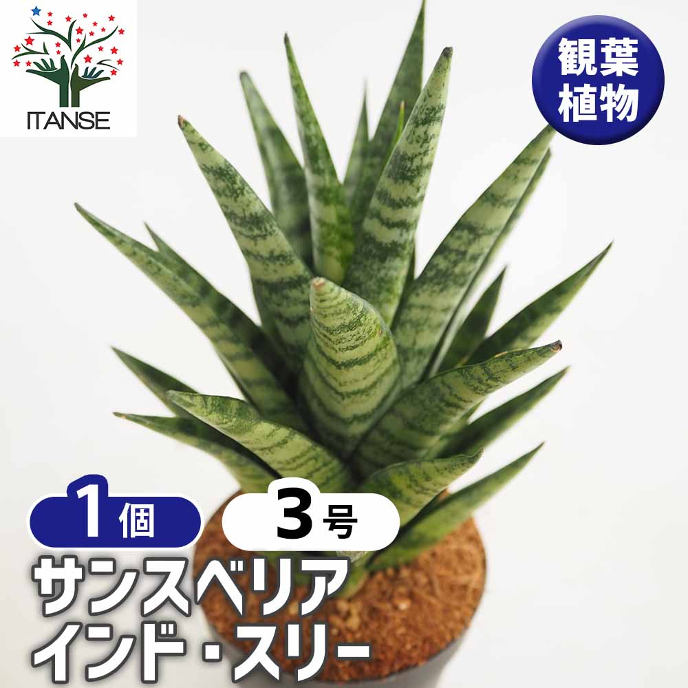 サンスベリア インド スリー 【観葉植物 3号／1個売り】｜ 【植物の