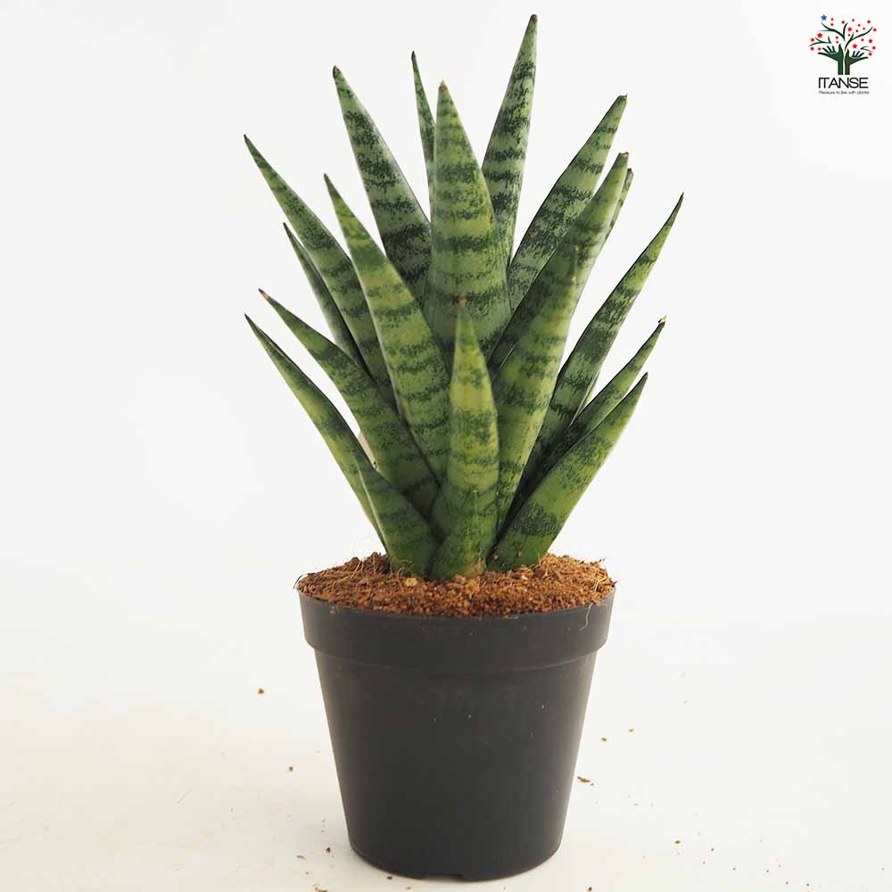 サンスベリア インド スリー 【観葉植物 3号／1個売り】｜ 【植物の