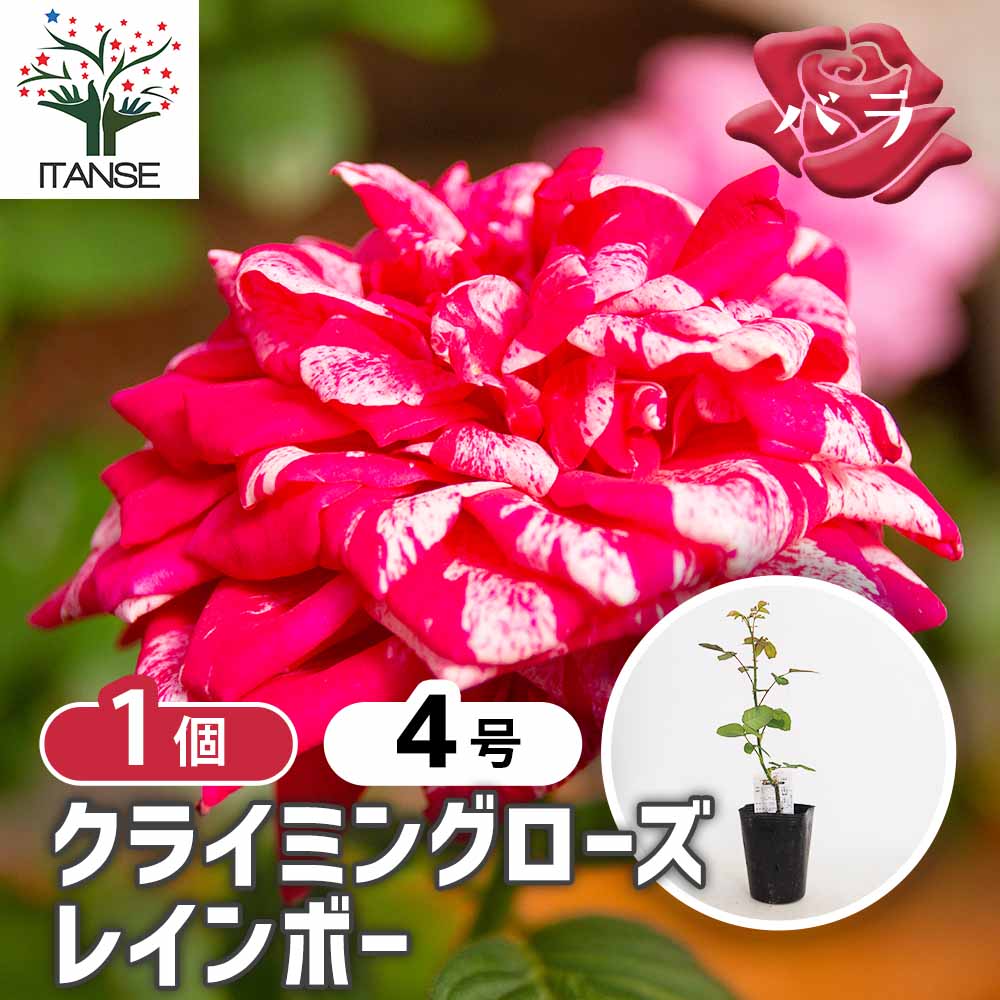 薔薇 レインボー 接木 【花木苗 4号／1個売り】｜ 【植物の