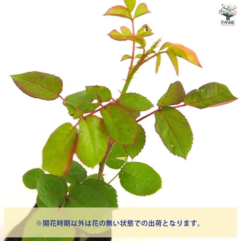 薔薇 レインボー 接木 【花木苗 4号／1個売り】｜ 【植物の