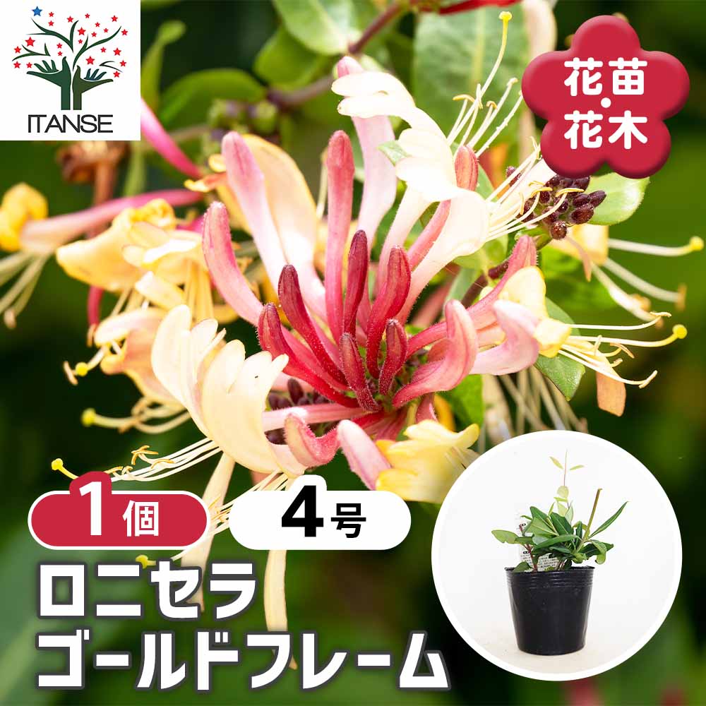 ロニセラ ゴールドフレーム 【花木苗 4号／1個売り】｜ 【植物の