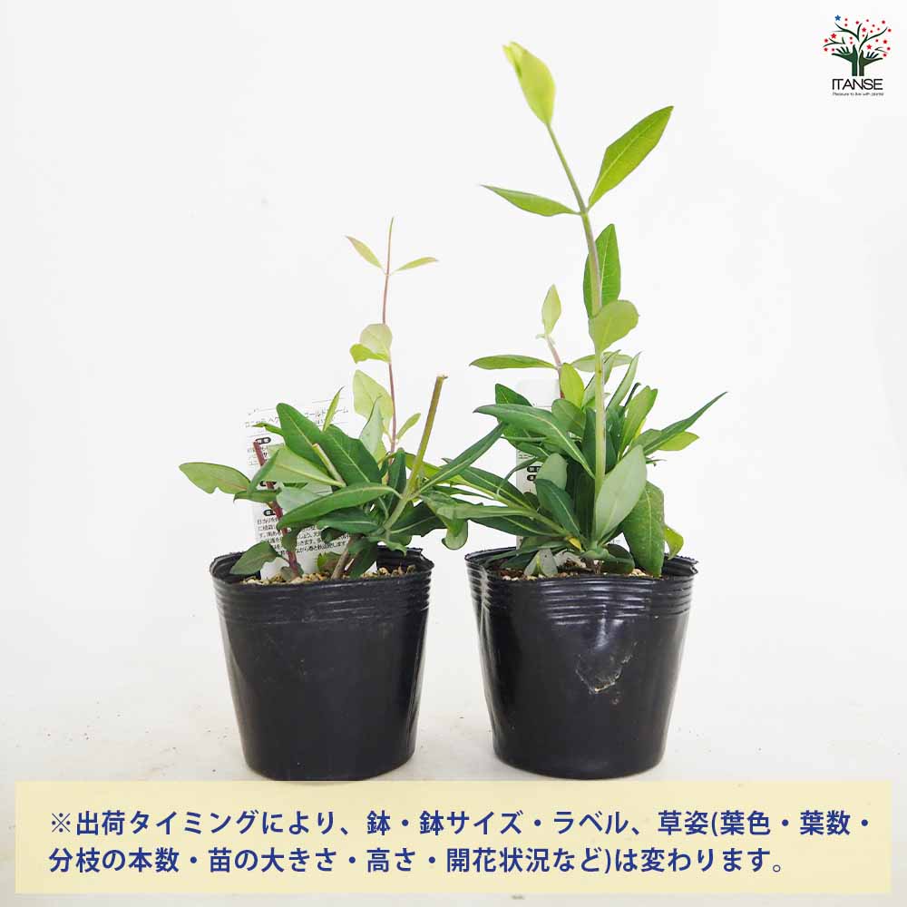 ロニセラ ゴールドフレーム 【花木苗 4号／1個売り】｜ 【植物の