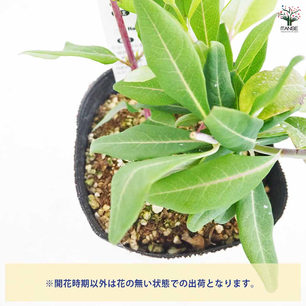 ロニセラ ゴールドフレーム 【花木苗 4号／1個売り】｜ 【植物の
