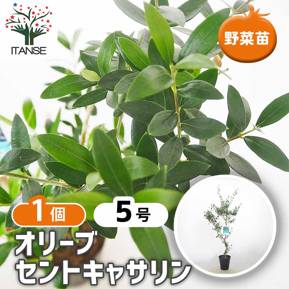 オリーブ セントキャサリン 【果樹の苗木 5号／1個売り】｜ 【植物の