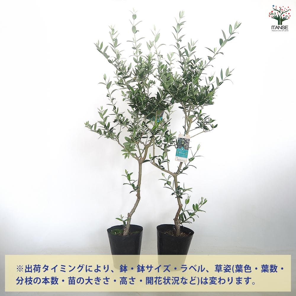 オリーブの木　セントキャサリン オリーブ セントキャサリン 【果樹の苗木 5号／1個売り】｜ 【植物の