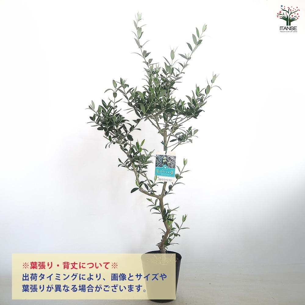 オリーブ セントキャサリン 【果樹の苗木 5号／1個売り】｜ 【植物の