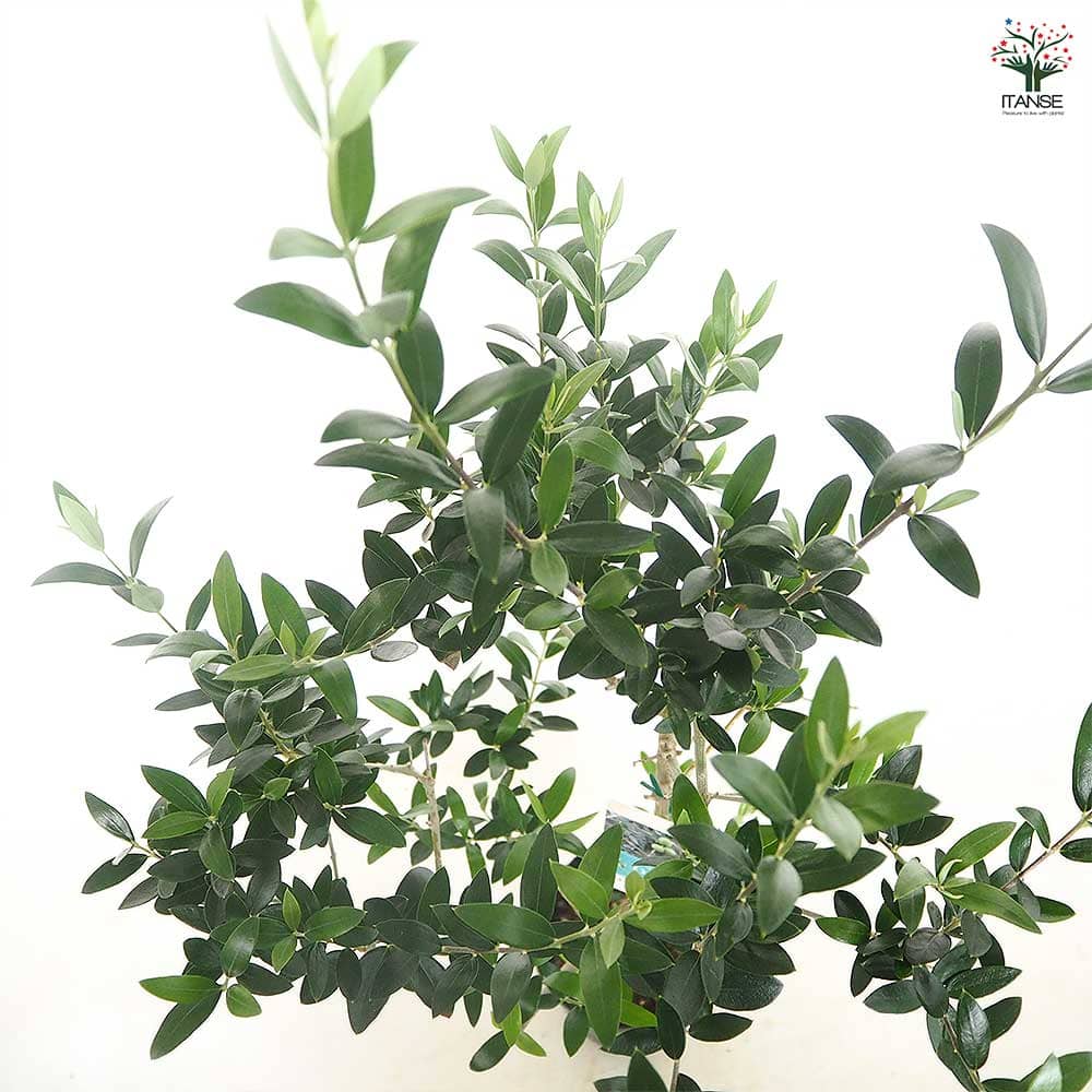 オリーブ セントキャサリン 【果樹の苗木 5号／1個売り】｜ 【植物の