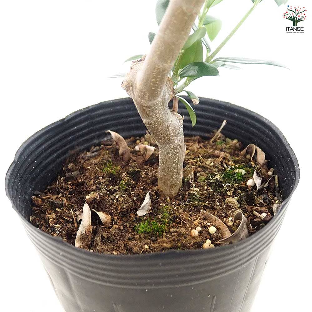 オリーブ セントキャサリン 【果樹の苗木 5号／1個売り】｜ 【植物の