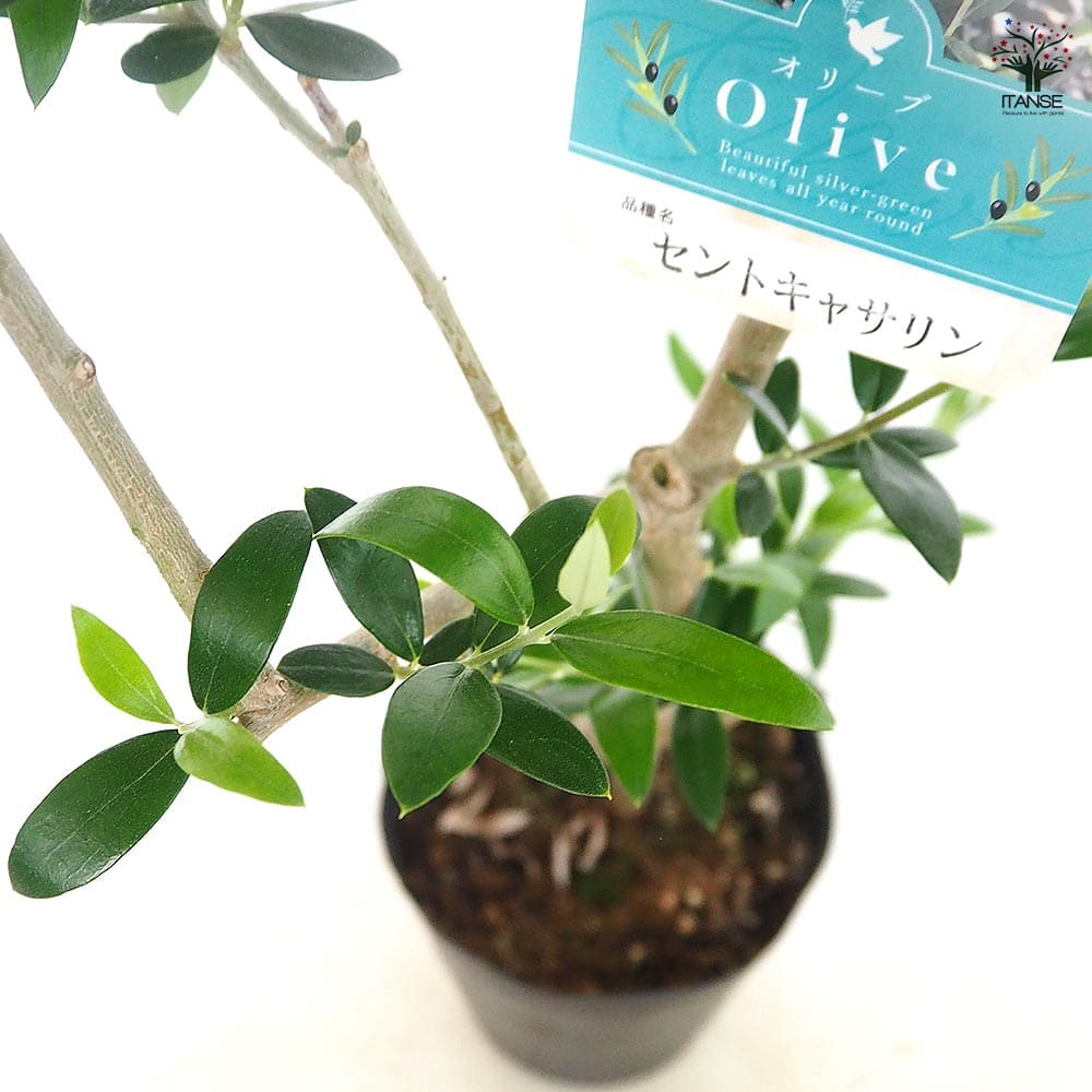 セントキャセリンの苗木 オリーブ セントキャサリン 【果樹の苗木 5号／1個売り】｜ 【植物の