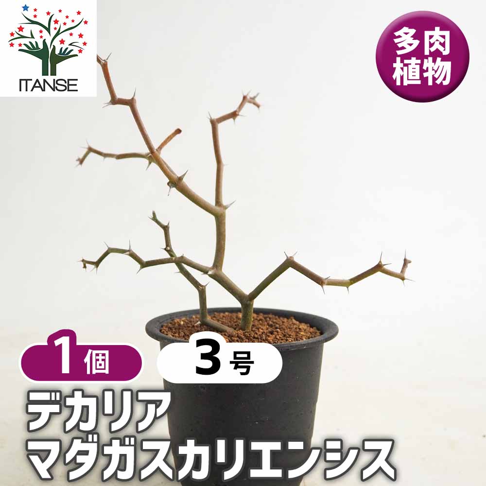 デカリア マダガスカリエンシス 【多肉植物 3号／1個売り】｜ 【植物の