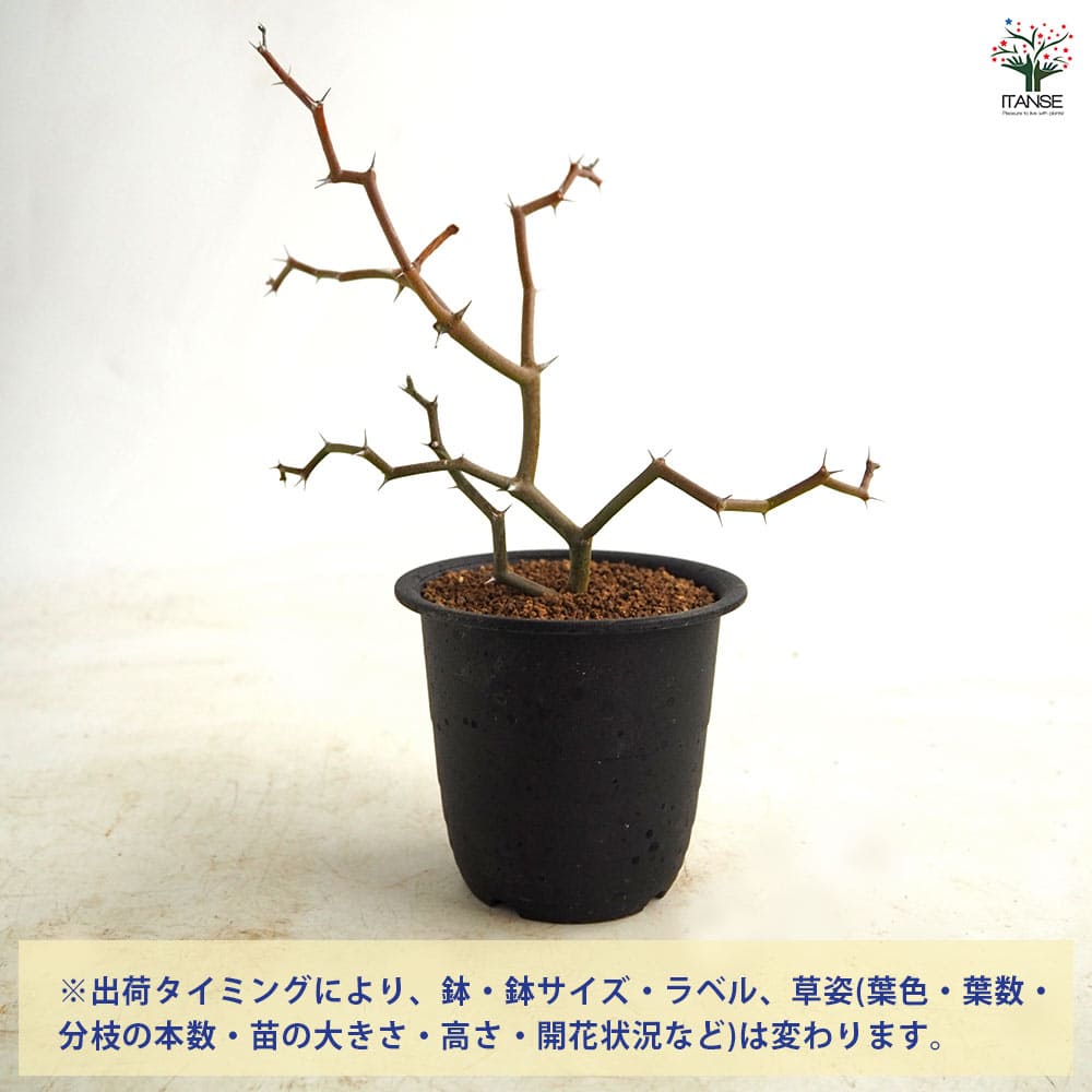 デカリア マダガスカリエンシス 【多肉植物 3号／1個売り】｜ 【植物の