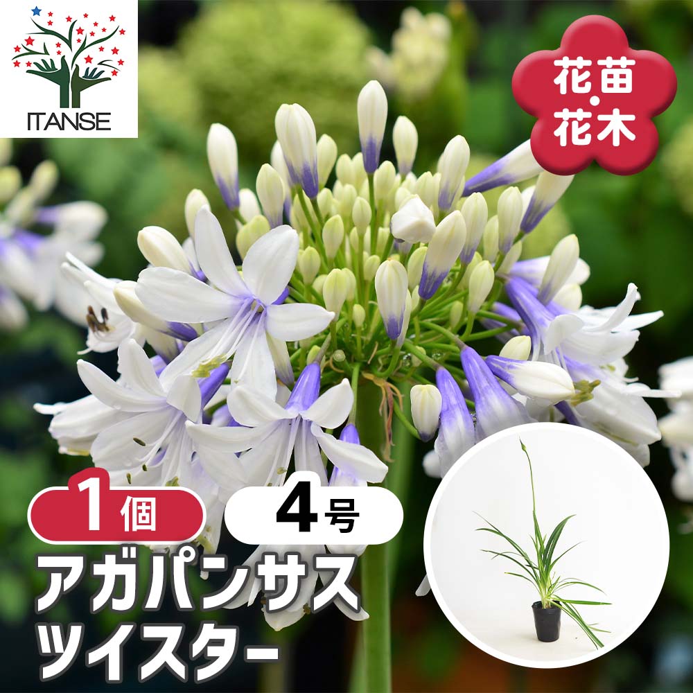アガパンサス ツイスター 【花苗 4号／1個売り】｜ 【植物の