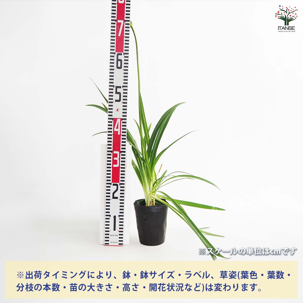 アガパンサス ツイスター 【花苗 4号/1個売り】
