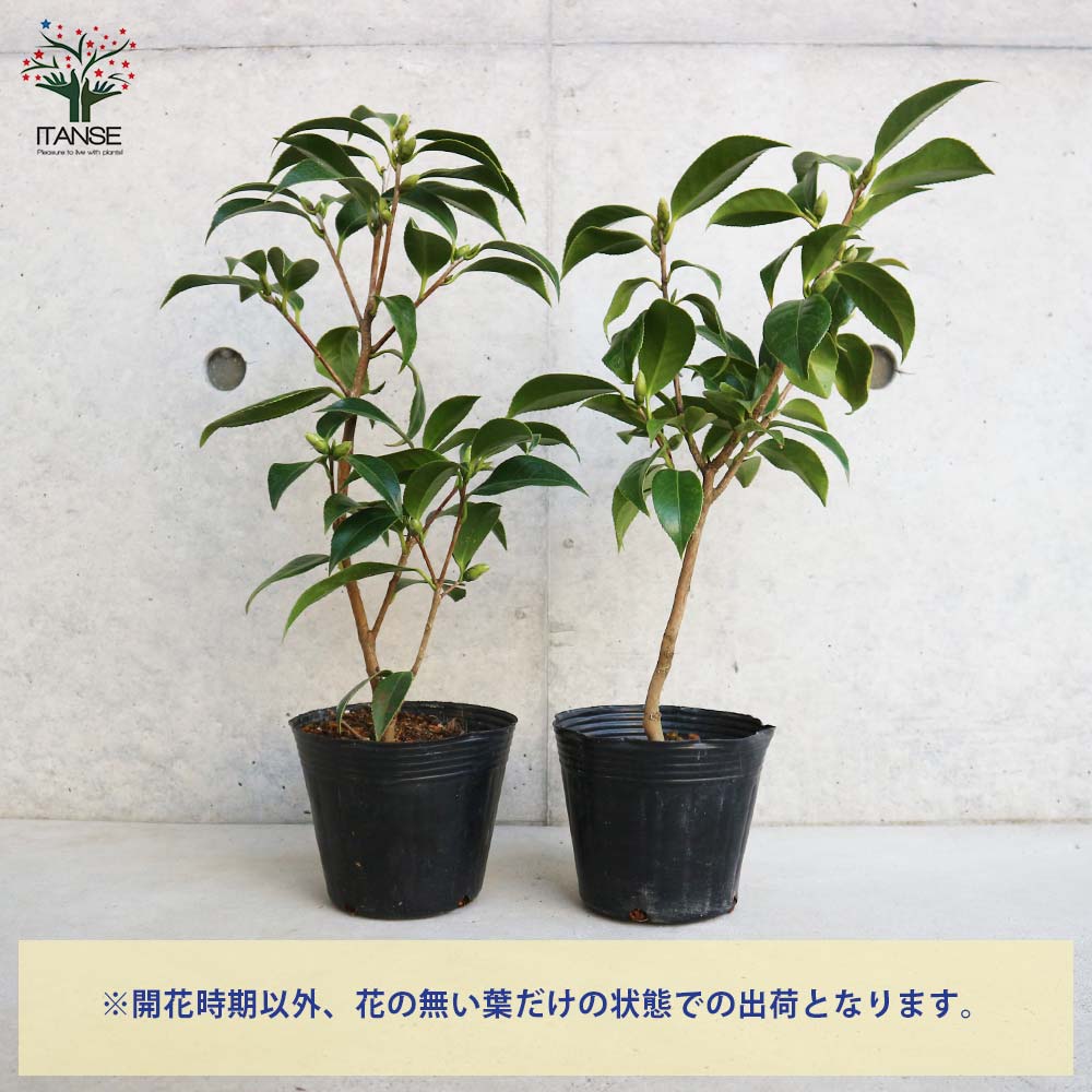 ツバキ img59459707.jpg