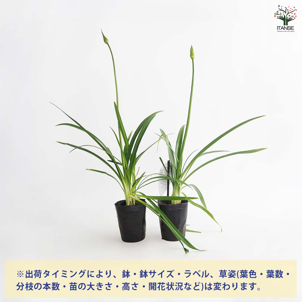 アガパンサス ツイスター 【花苗 4号／1個売り】｜ 【植物の