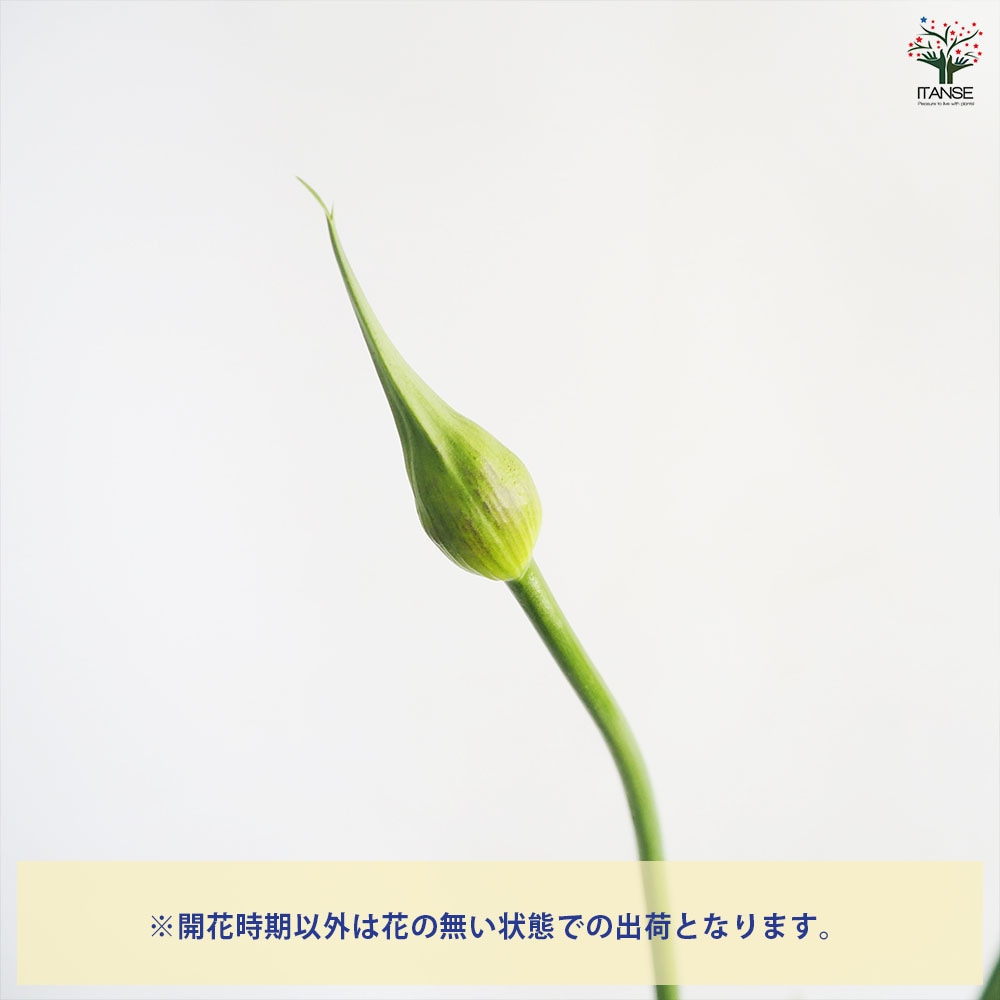 アガパンサス ツイスター 【花苗 4号／1個売り】｜ 【植物の