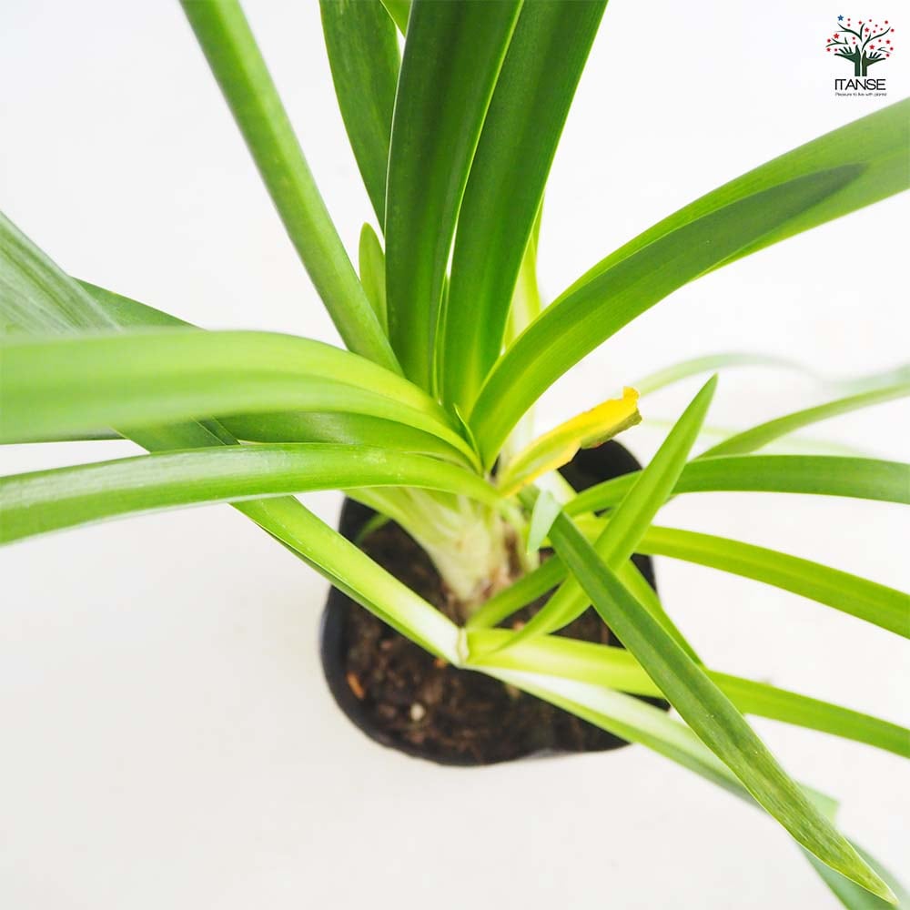 アガパンサス ツイスター 【花苗 4号／1個売り】｜ 【植物の