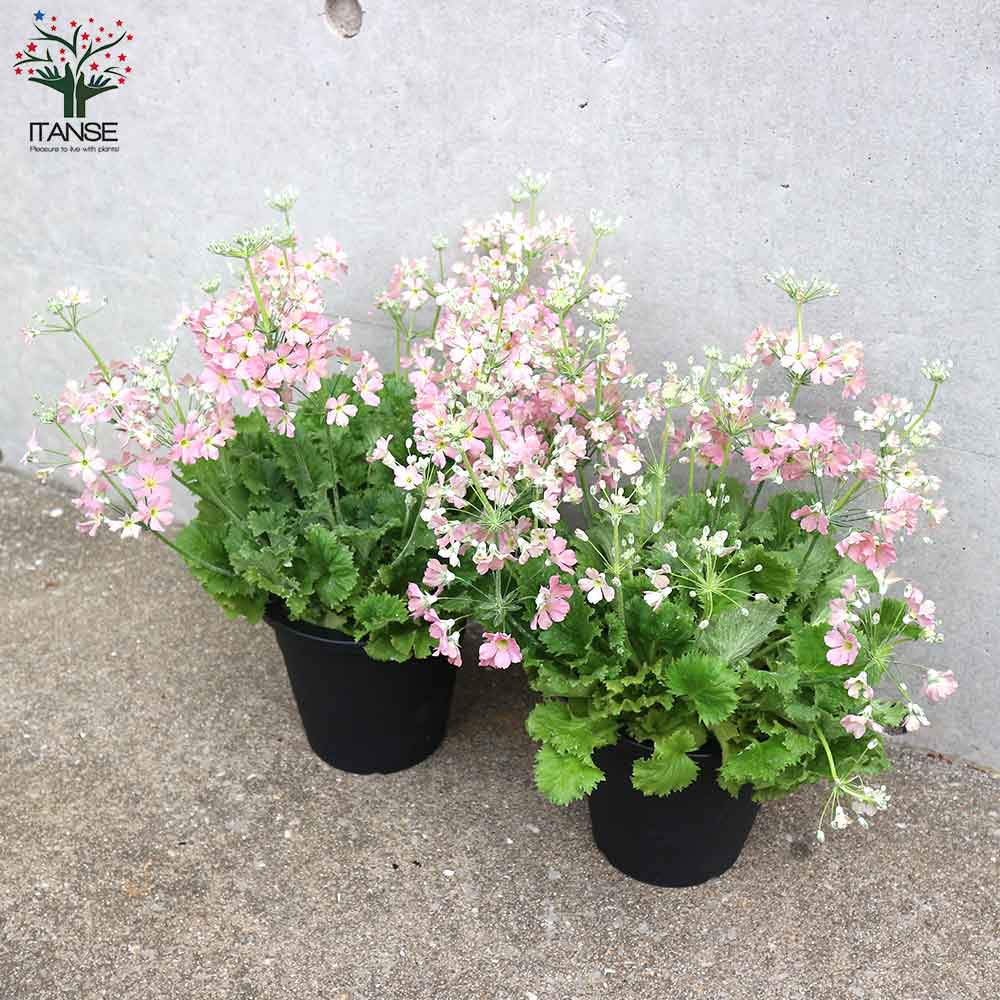 桜草(サクラソウ) ウィンティー・ピーチ【花苗 5号鉢／1個売り