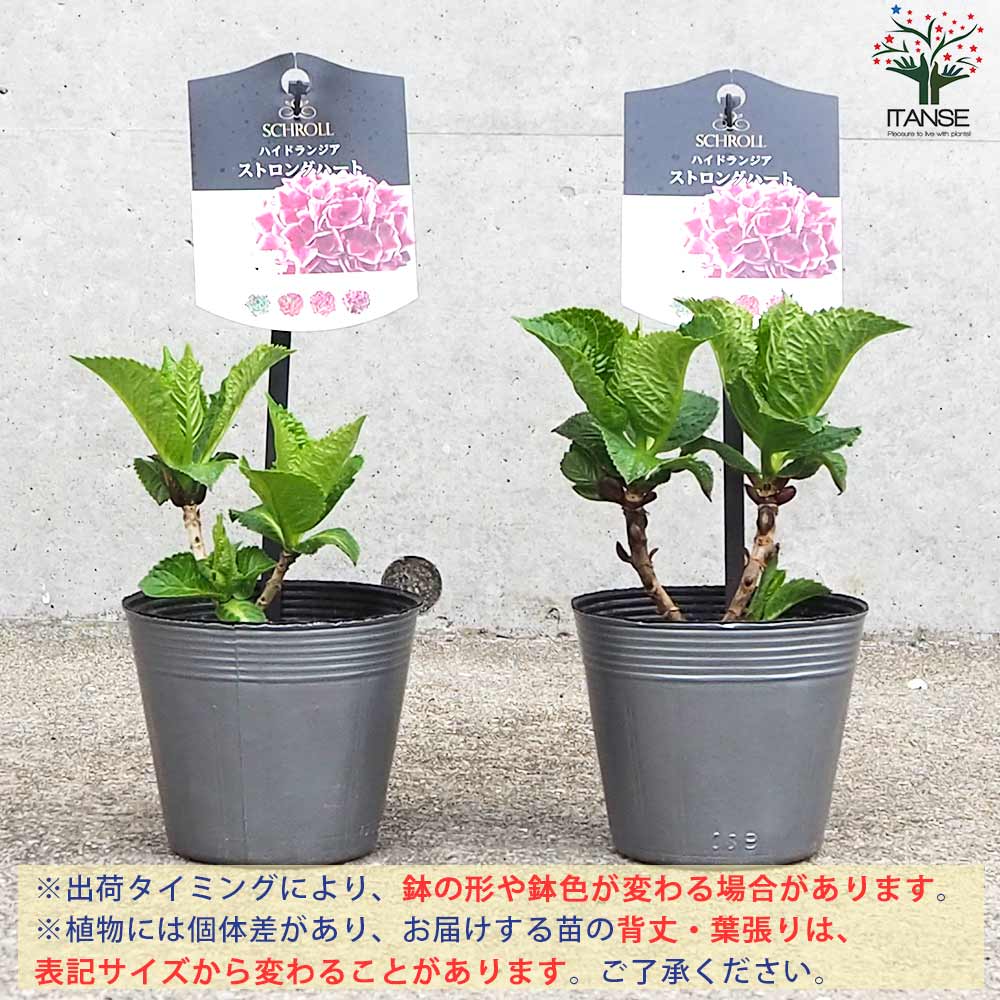 アジサイ ストロングハート【花苗 3.5号ポット／1個売り】｜ 【植物の