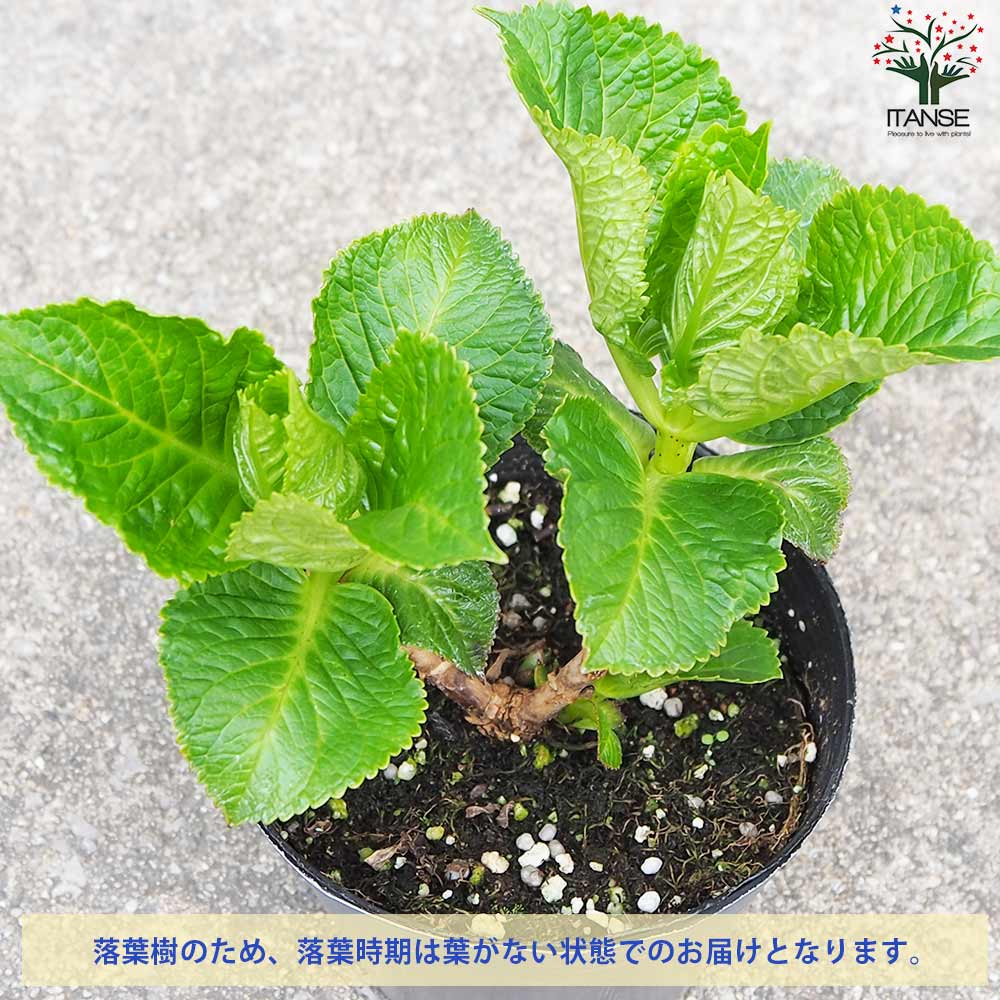 アジサイ ストロングハート【花苗 3.5号ポット／1個売り】｜ 【植物の