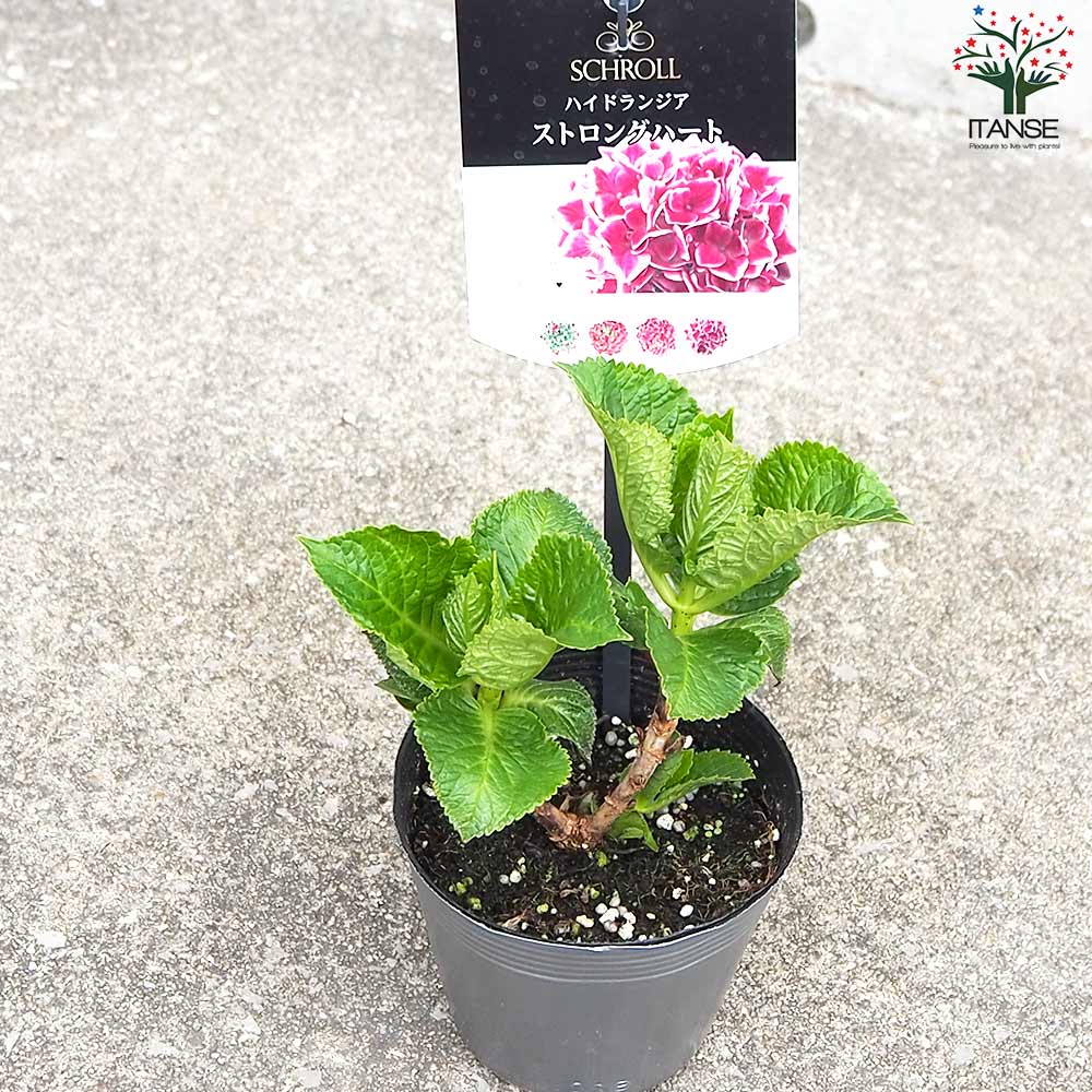 アジサイ ストロングハート【花苗 3.5号ポット／1個売り