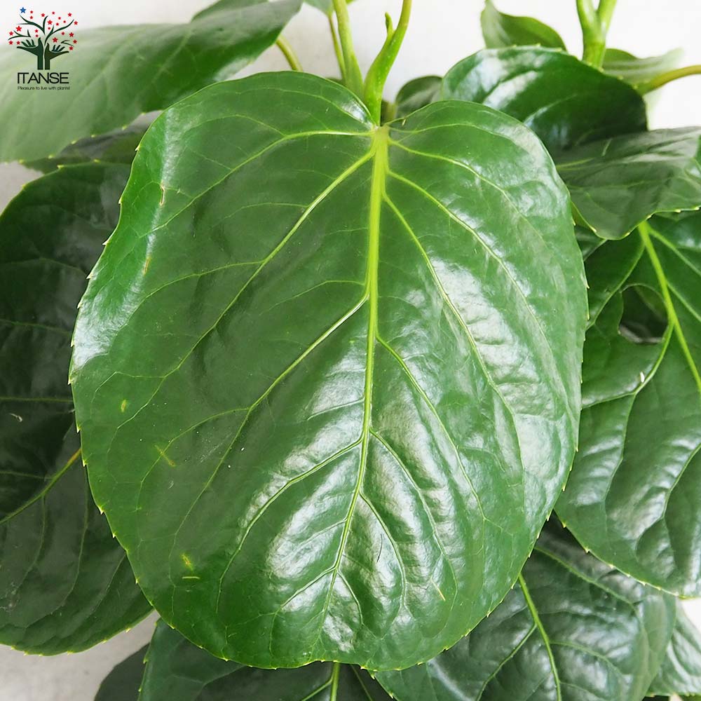 ポリシャス フリスビー【観葉植物 8号鉢／1個売り】｜ 【植物の