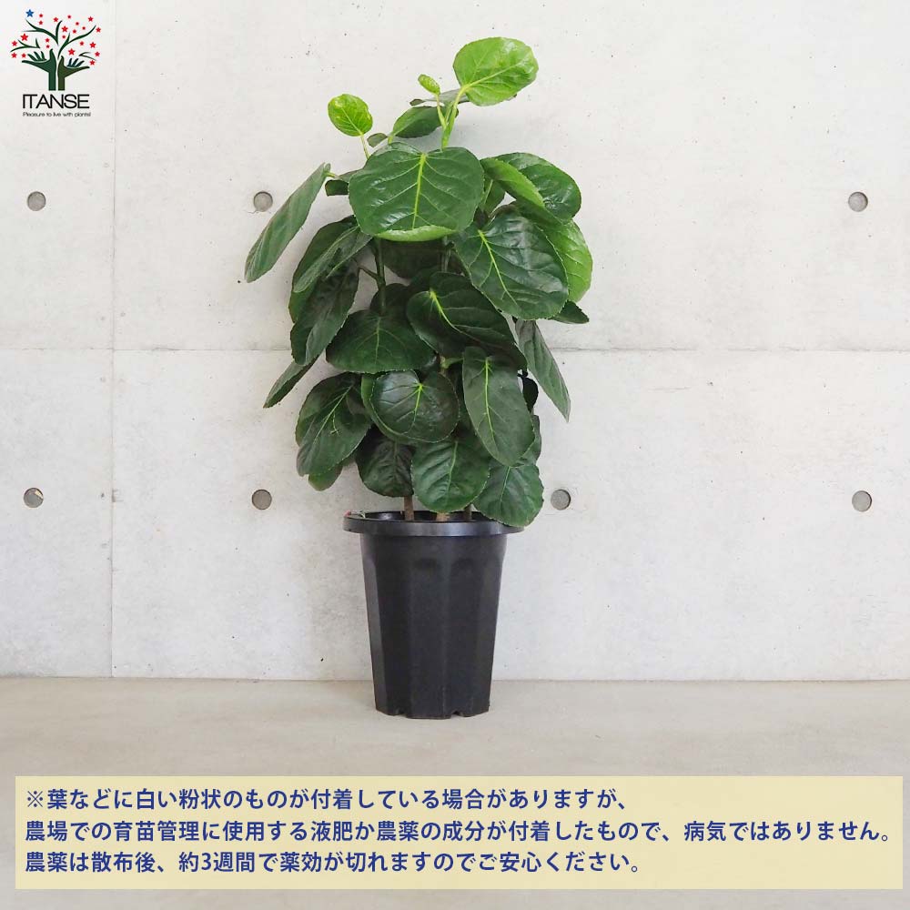 ポリシャス フリスビー【観葉植物 8号鉢／1個売り】｜ 【植物の 