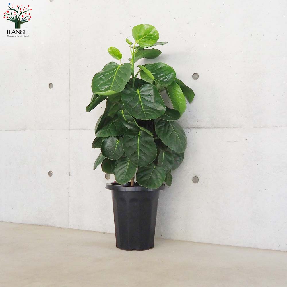 ポリシャス フリスビー【観葉植物 8号鉢／1個売り】｜ 【植物の