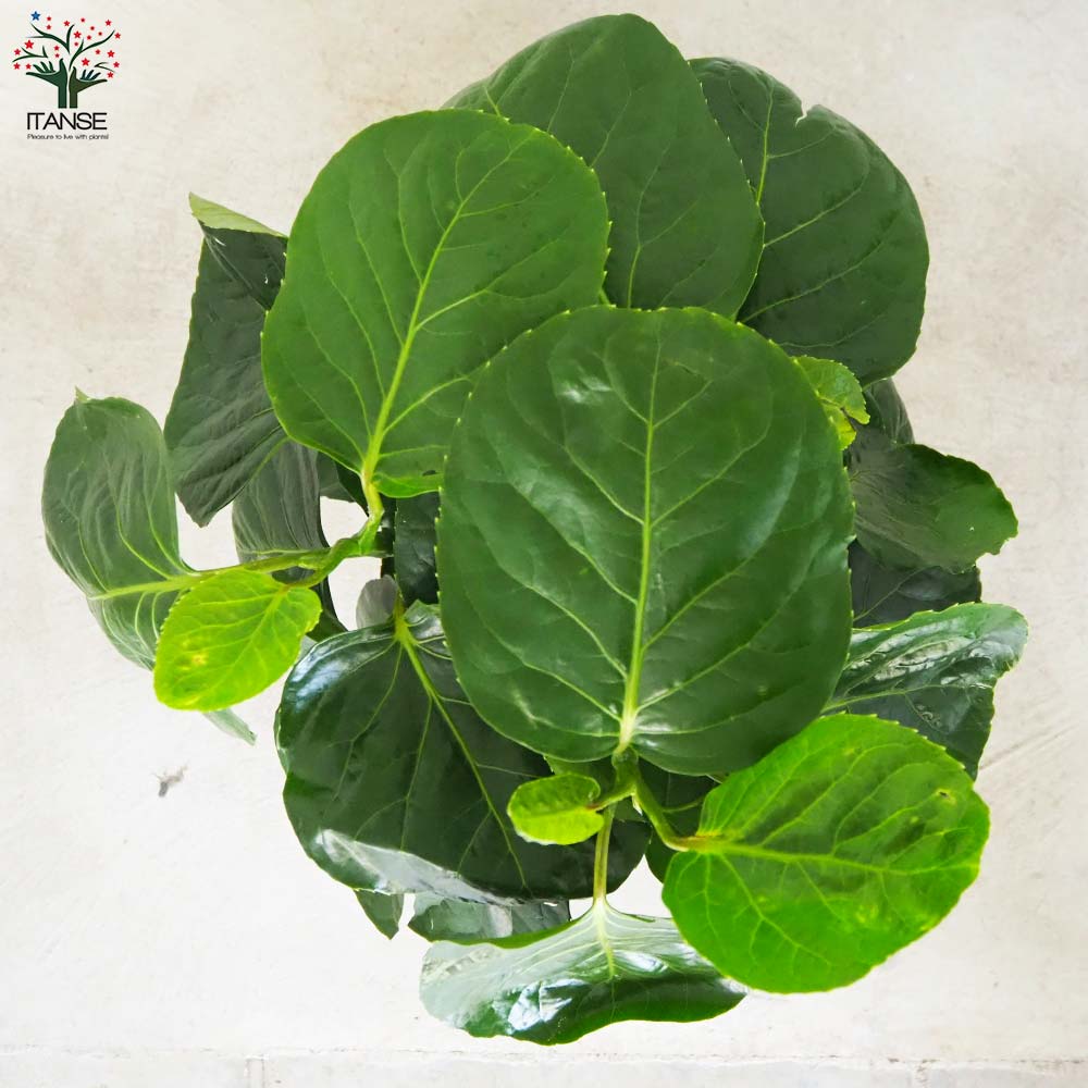 ポリシャス フリスビー【観葉植物 8号鉢／1個売り】｜ 【植物の