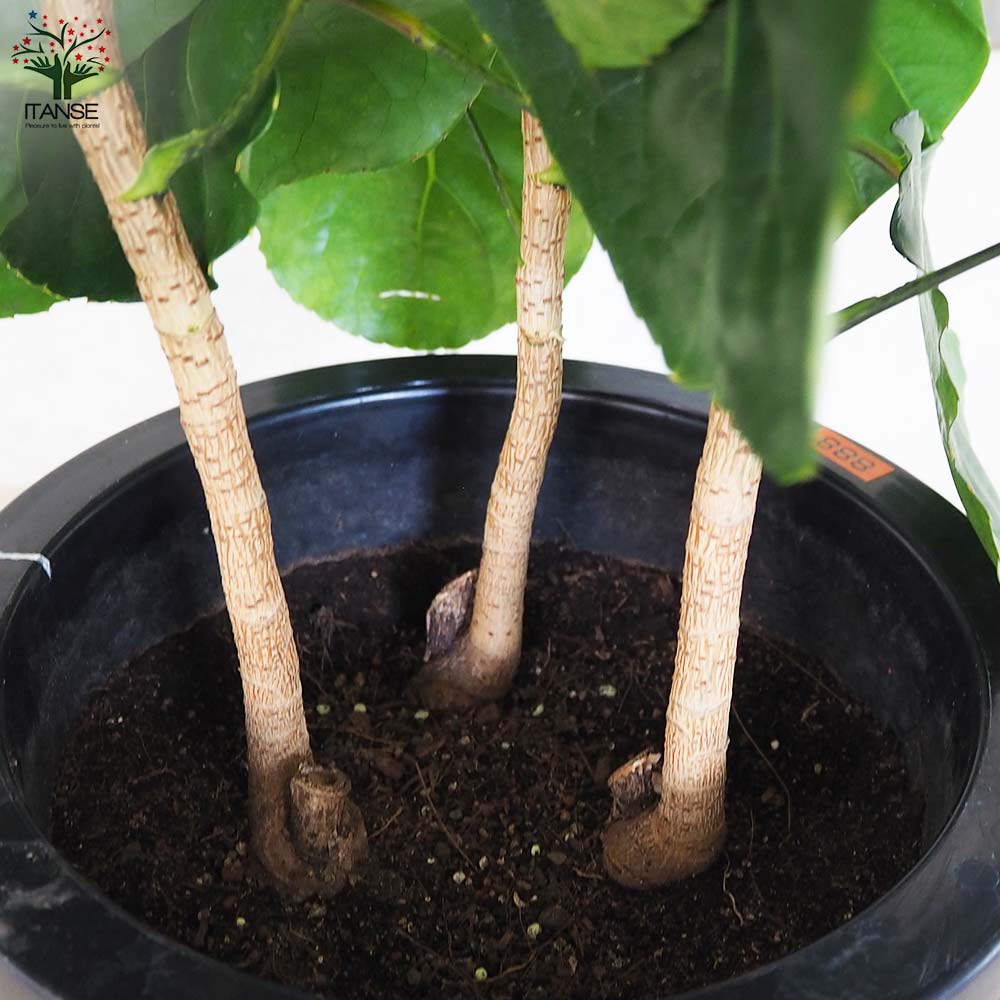 ポリシャス フリスビー【観葉植物 8号鉢／1個売り】｜ 【植物の