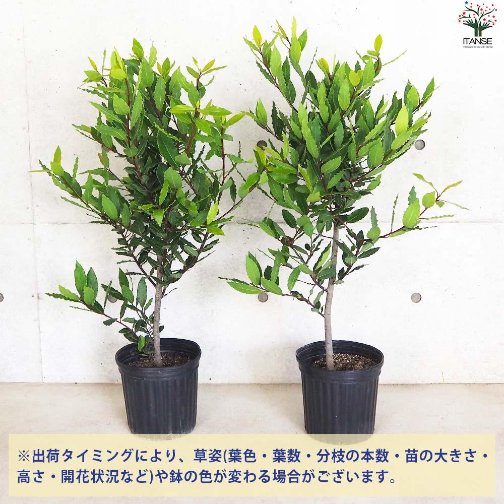 月桂樹(ゲッケイジュ) ボサ造り【花苗 7号鉢／1個売り】｜ 【植物の