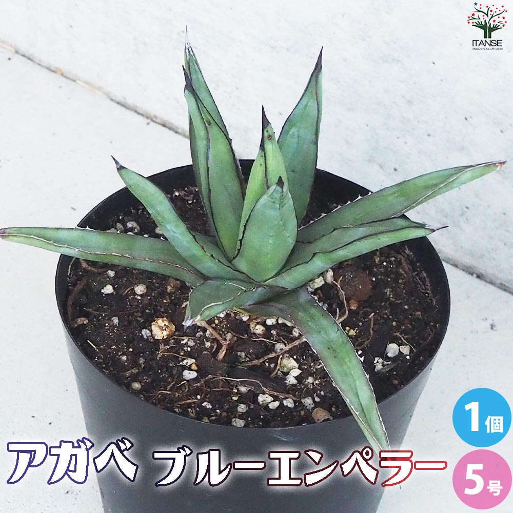 アガベ ブルーエンペラー Sサイズ【多肉植物 5号鉢／1個売り