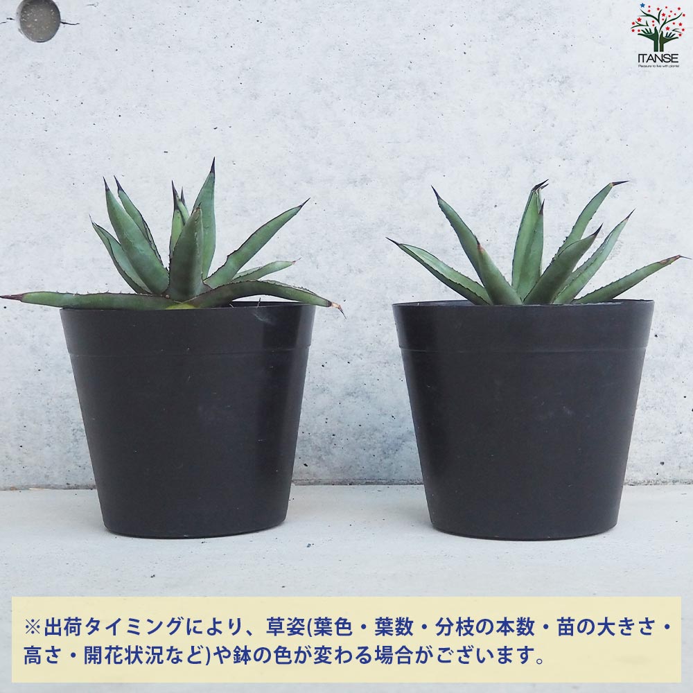 アガベ ブルーエンペラー Sサイズ【多肉植物 5号鉢／1個売り