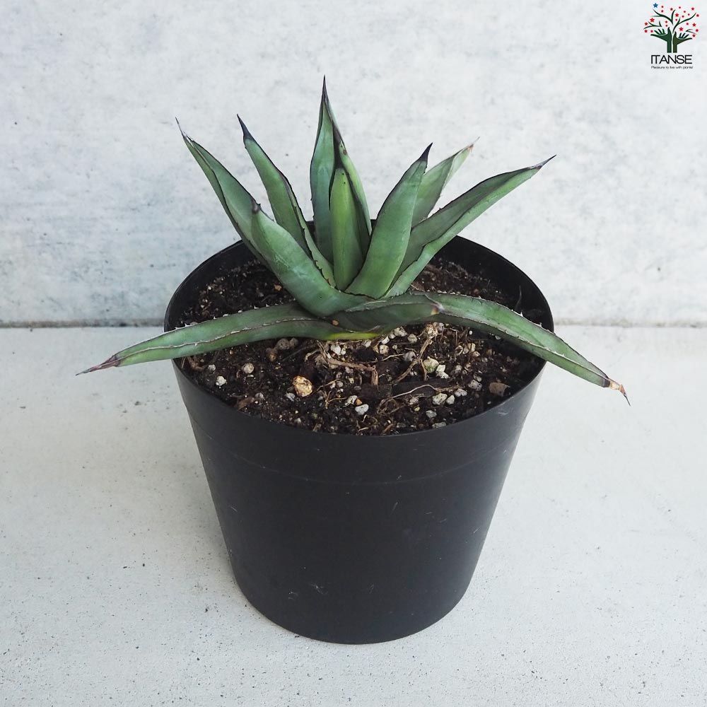 アガベ ブルーエンペラー Sサイズ【多肉植物 5号鉢／1個売り