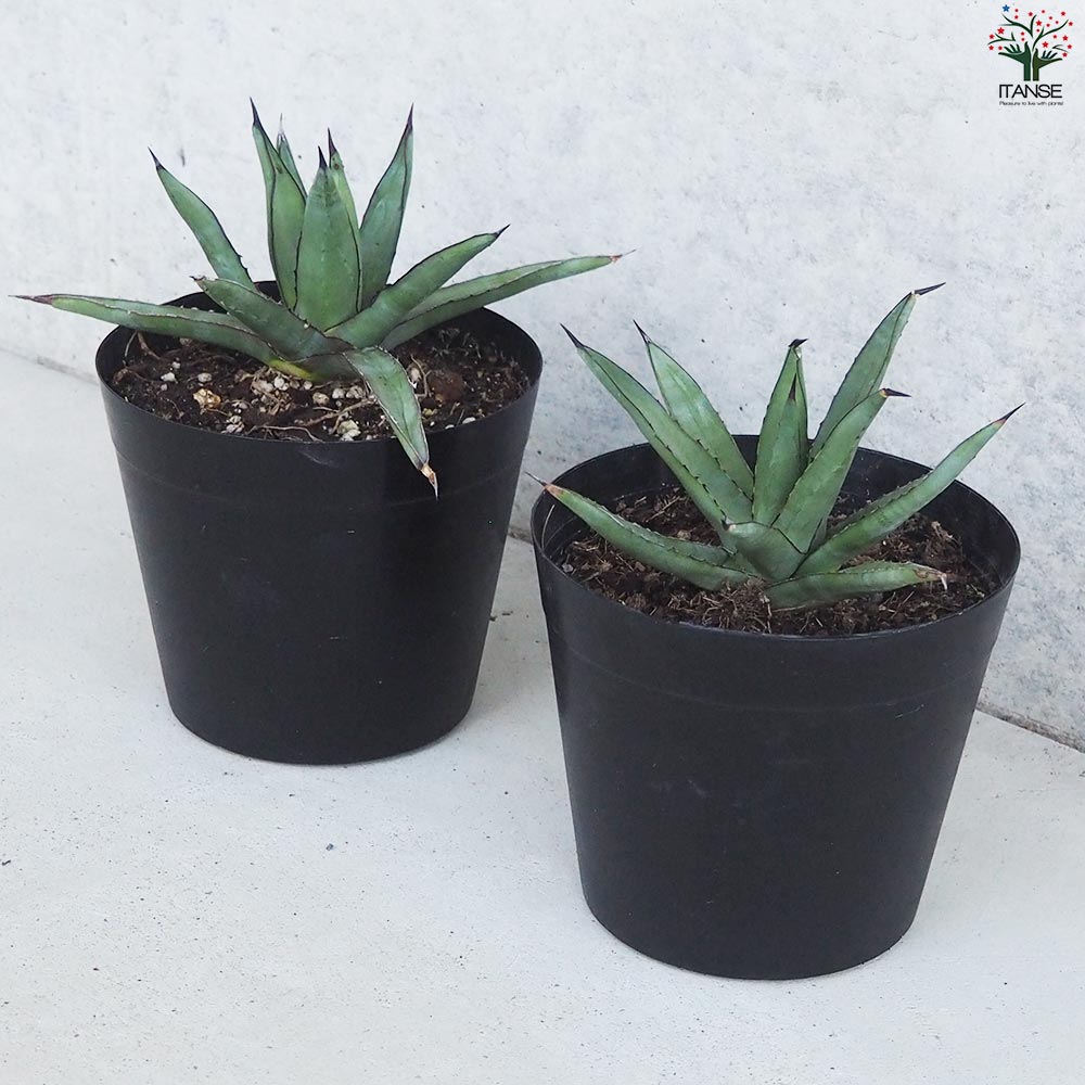 アガベ ブルーエンペラー ブラックスパイン 特選 アガベ ブルーエンペラー Agave BlueEmperor 002 | Sunny Branch