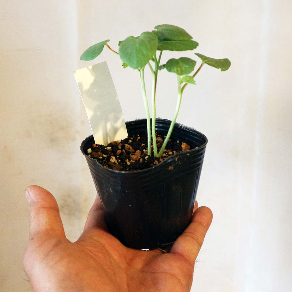 斑入りオクラ苗木　鉢ごと発送〜 NÒNOTABI | 今日は島オクラの定植をしました。 全部で約420