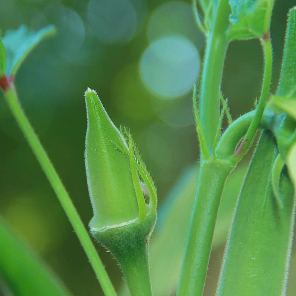 オクラ苗 ジャンボオクラ(島オクラ)4個～【野菜苗 9cmポット実生苗】