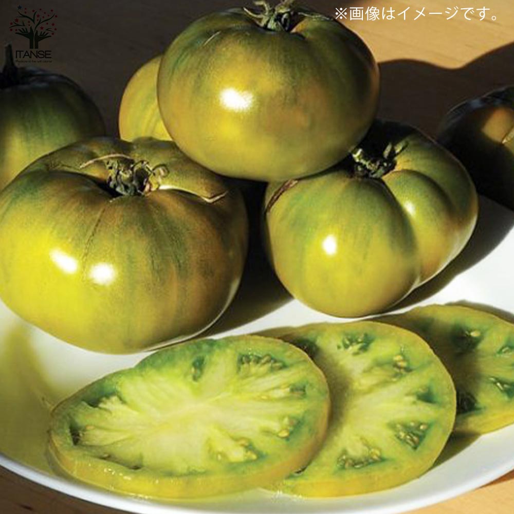 チェロキーグリーントマトの苗 (品種:Cherokee Green/大玉グリーントマト)【固定種野菜苗10.5cmポット 自根苗】