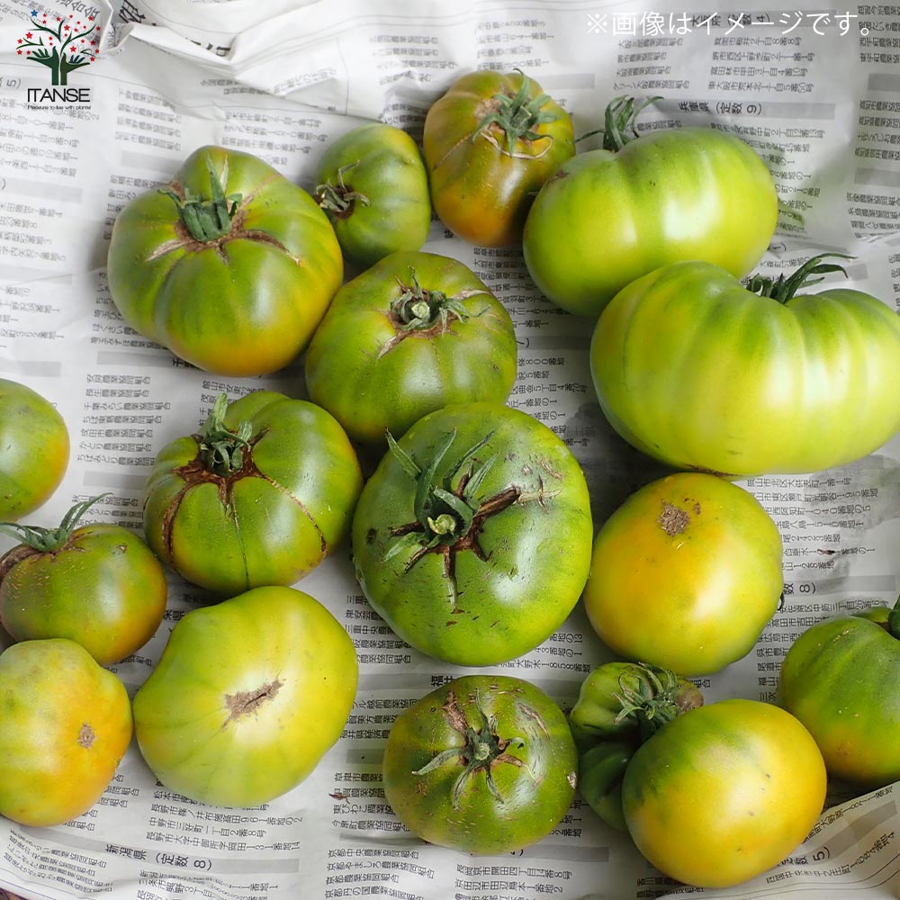 チェロキーグリーントマトの苗 (品種:Cherokee Green/大玉グリーントマト)【固定種野菜苗10.5cmポット 自根苗】
