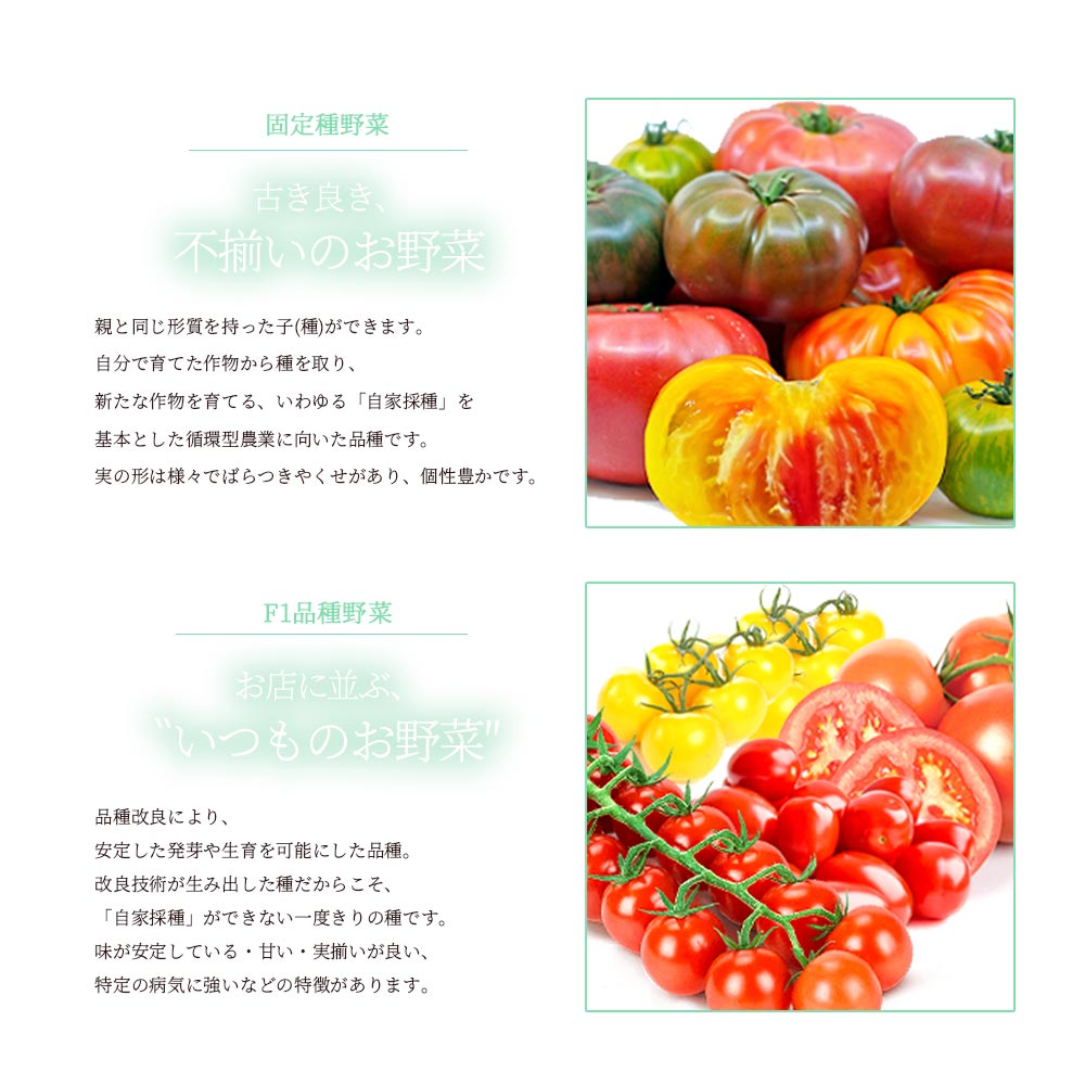 チェロキーグリーントマトの苗 (品種:Cherokee Green/大玉グリーントマト)【固定種野菜苗10.5cmポット 自根苗】