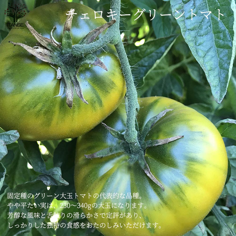 チェロキーグリーントマトの苗 (品種:Cherokee Green/大玉グリーントマト)【固定種野菜苗10.5cmポット 自根苗】