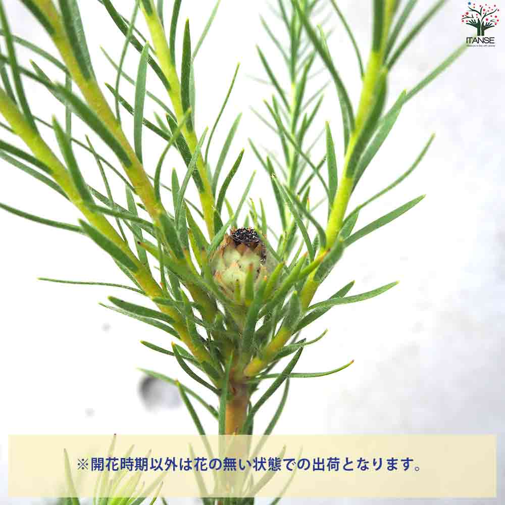 リューカデンドロン ケープ＆スパイス 【花苗 5号鉢／1個売り