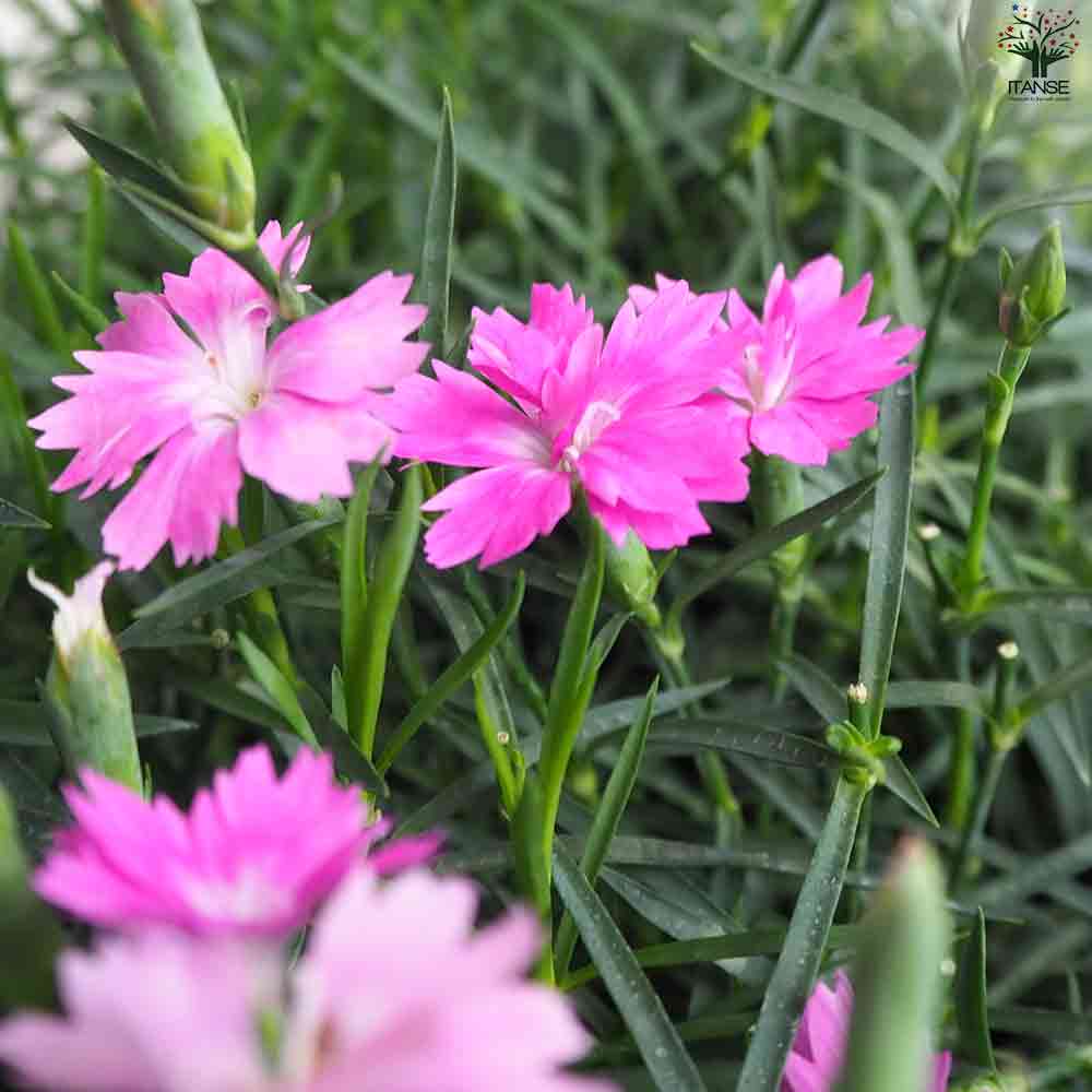 ダイアンサス さくらマーブル 2個～【花苗 9cmポット】｜ 【植物の