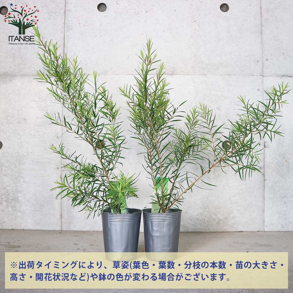 メラレウカ・スノーインサマー【庭木 3号ポット 庭園樹木・ハーブ