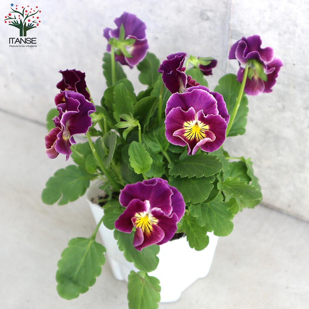 小輪フリンジビオラ・アールヌーボーシリーズ 色ミックス3個～【花苗 3