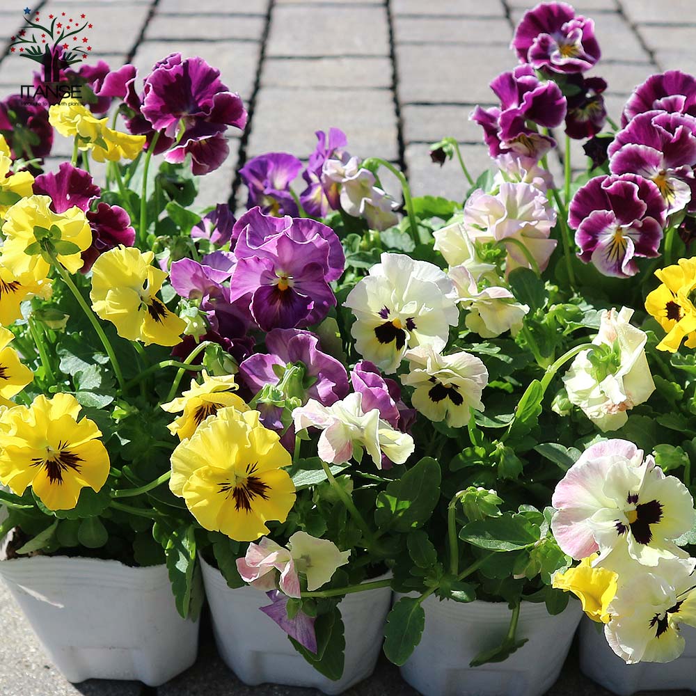 小輪フリンジビオラ・アールヌーボーシリーズ 色ミックス3個～【花苗 3