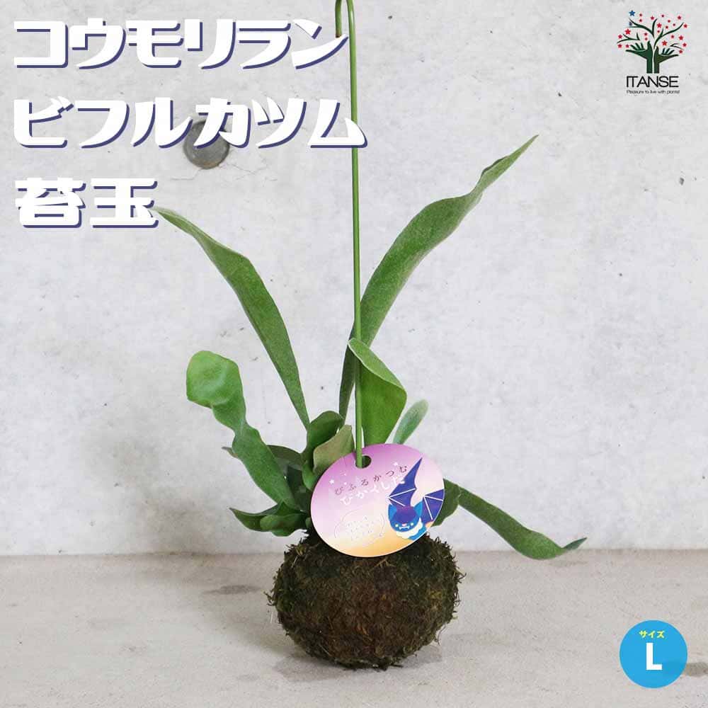 ビカクシダ(コウモリラン) ビフルカツム【観葉植物 苔玉Lサイズ リビングやオフィス向きサイズ 着生植物】