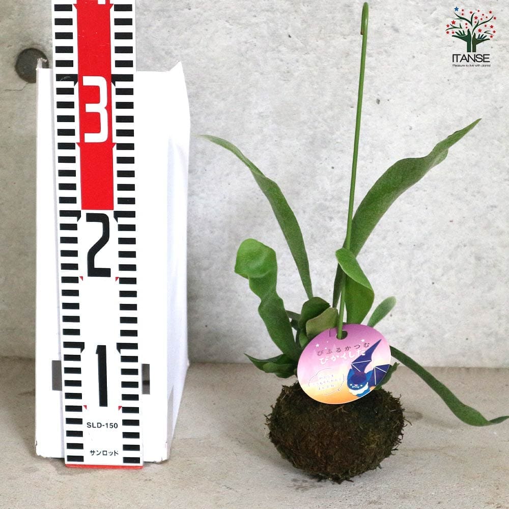 ビカクシダ(コウモリラン) ビフルカツム【観葉植物 苔玉Lサイズ リビングやオフィス向きサイズ 着生植物】