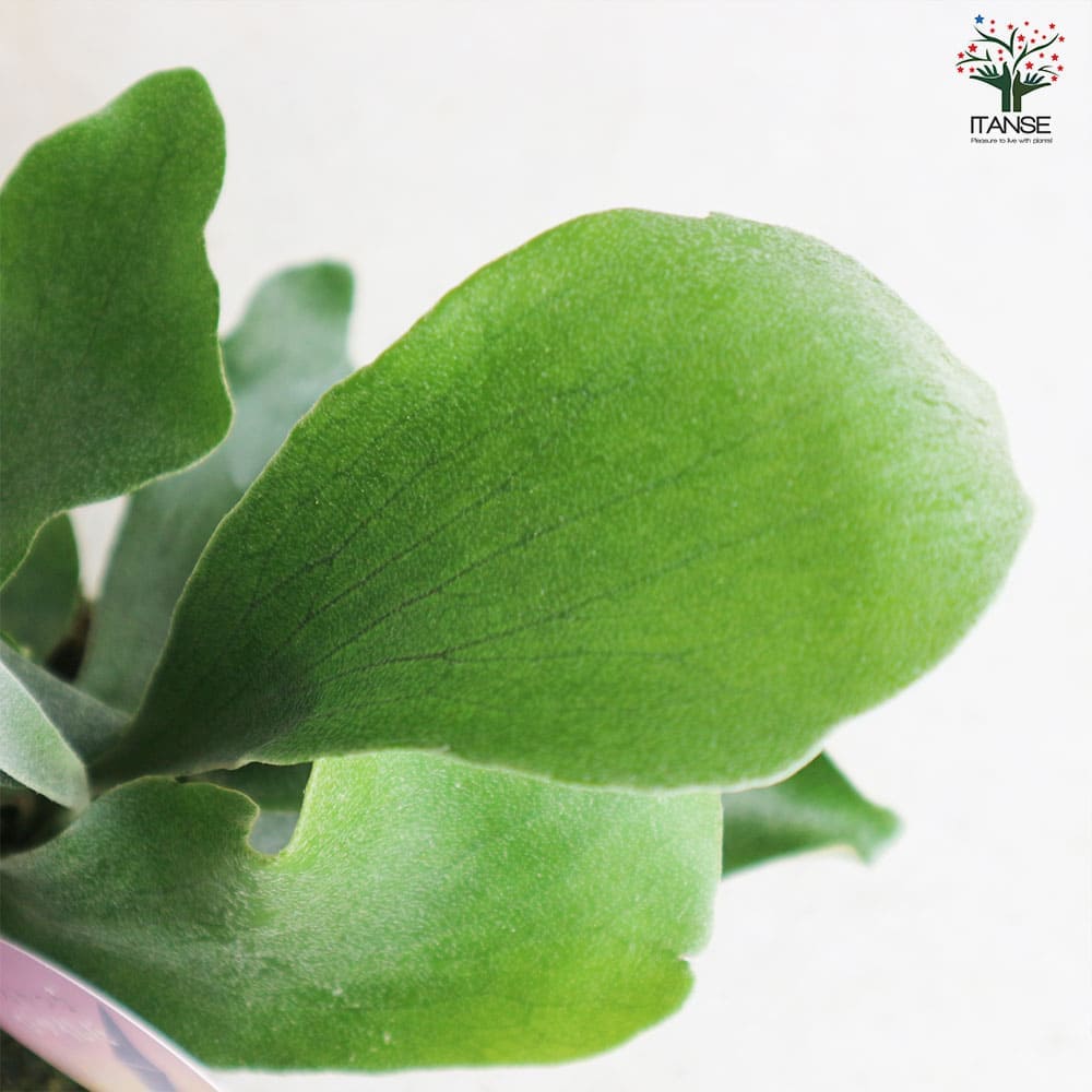 ビカクシダ(コウモリラン) ビフルカツム【観葉植物 苔玉Lサイズ リビングやオフィス向きサイズ 着生植物】