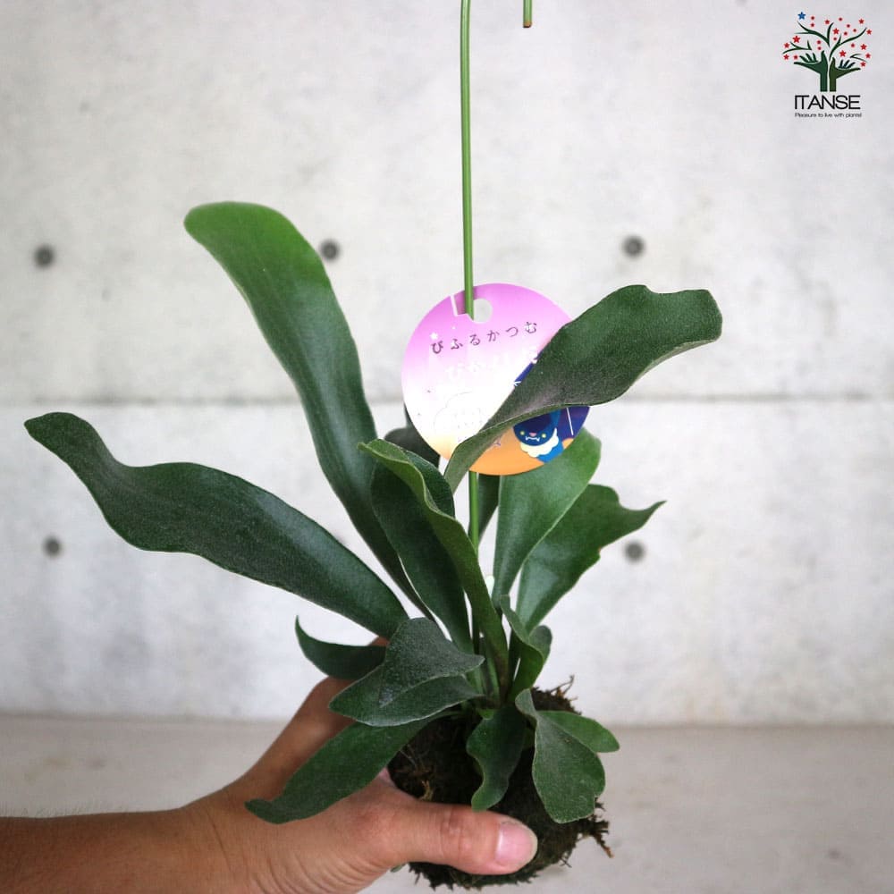 ビカクシダ(コウモリラン) ビフルカツム【観葉植物 苔玉Lサイズ